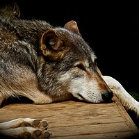 Buy canvas prints of wolf  by James Allen