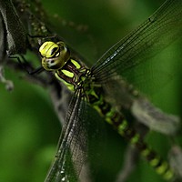 Buy canvas prints of Dragon Fly by James Allen