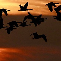 Buy canvas prints of ''Sunset Fly Past'' by James Allen