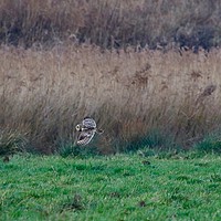 Buy canvas prints of Short Eared Owl On The Hunt  by James Allen
