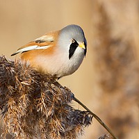 Buy canvas prints of Bearded Tit  by James Allen
