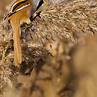 Buy canvas prints of Hungry Bearded Tit Eating the Seeds  by James Allen