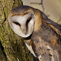 Buy canvas prints of Resting Barn Owl by James Allen