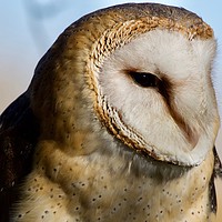 Buy canvas prints of I am Beautiful aren't I (Female Barn Owl) by James Allen