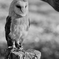 Buy canvas prints of Standing Proud!!  (Barn Owl Black & White) by James Allen