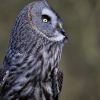 Buy canvas prints of What's going on up there!! Great grey owl (Strix n by James Allen