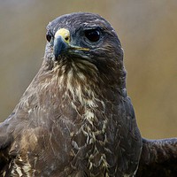 Buy canvas prints of Up Close and Personal (Buzzard) by James Allen