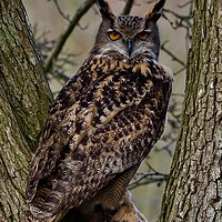 Buy canvas prints of European Owl  by James Allen