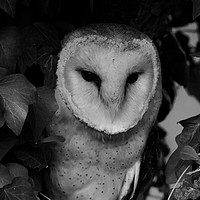 Buy canvas prints of Owls Den! (Barn Owl black & White) by James Allen