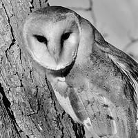 Buy canvas prints of Barn Owl (Black & White Pose) by James Allen
