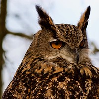 Buy canvas prints of European Eagle Owl  by James Allen