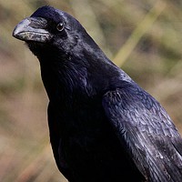 Buy canvas prints of Raven by James Allen