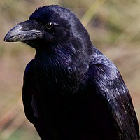 Buy canvas prints of Raven  by James Allen