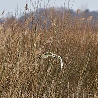 Buy canvas prints of Short Eared Owl Hunting for Lunch! by James Allen