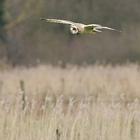 Buy canvas prints of On the look out!  by James Allen