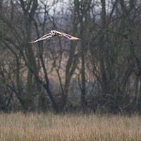 Buy canvas prints of Short Eared Owl full wing span!  by James Allen