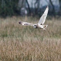 Buy canvas prints of Short Eared Owl about to Land by James Allen