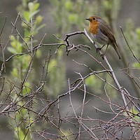 Buy canvas prints of The Resting Robin  by James Allen