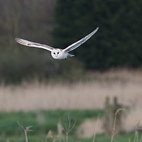 Buy canvas prints of Barn Owl Hunting  by James Allen