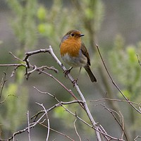 Buy canvas prints of ROBIN  by James Allen