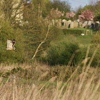 Buy canvas prints of Short Eared Owl On It's Evening Flight Path! by James Allen