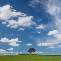 Buy canvas prints of How Hill Tree by David Pulford