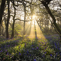 Buy canvas prints of Bluebell Dawn by john vince