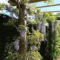 Buy canvas prints of Wisteria Alley by Judy Newstead-Howard