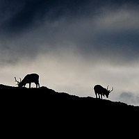 Buy canvas prints of Highland Stag silhouette by Tom Dolezal