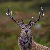 Buy canvas prints of HIghland Stag  by Tom Dolezal