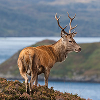 Buy canvas prints of Stag overlooking his Highland kingdom by Tom Dolezal