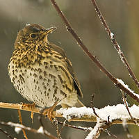 Buy canvas prints of Winter Song Thrush  by Tom Dolezal