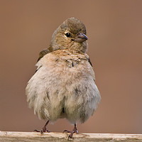 Buy canvas prints of Cute Chaffinch by Tom Dolezal
