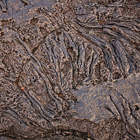Buy canvas prints of Icelandic lava patterns by Tom Dolezal