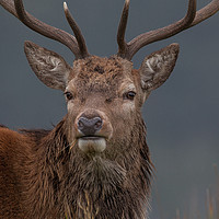 Buy canvas prints of Highland stag eye to eye by Tom Dolezal