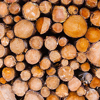 Buy canvas prints of Log stack patterns by Tom Dolezal