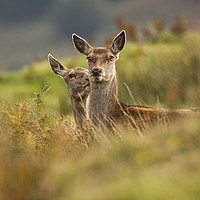 Buy canvas prints of Red deer doe with fawn by Tom Dolezal