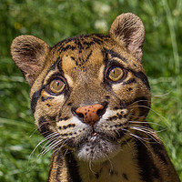 Buy canvas prints of Clouded Leopard eyes by Tom Dolezal