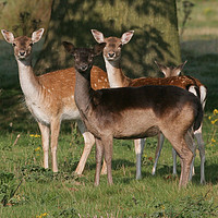 Buy canvas prints of Fallow deer group by Tom Dolezal