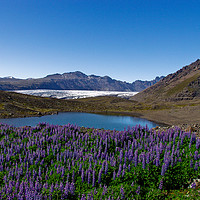 Buy canvas prints of Icelandic lupins by Tom Dolezal