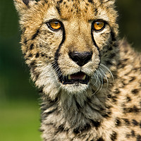 Buy canvas prints of Cheetah eyes by Tom Dolezal