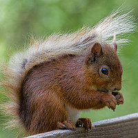 Buy canvas prints of Cute Red Squirrel feeding by Tom Dolezal