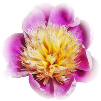 Buy canvas prints of Arty peony by Tom Dolezal