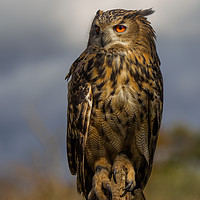 Buy canvas prints of Eagle owl in dapple light by Tom Dolezal