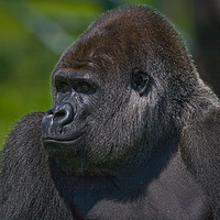 Buy canvas prints of Silverback gorilla by Tom Dolezal