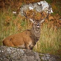 Buy canvas prints of Highland stag  by Tom Dolezal