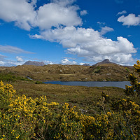 Buy canvas prints of Assynt gorse by Tom Dolezal