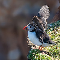 Buy canvas prints of Puffin take-off by Tom Dolezal