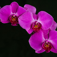 Buy canvas prints of Orchid Phalaenopsis by Tom Dolezal