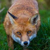 Buy canvas prints of Fox eyes by Tom Dolezal